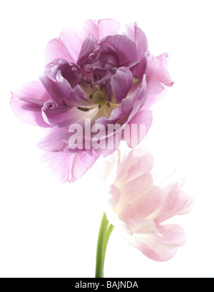 Zwei Tulpen lila Perfektion und Mount Tacoma angeordnet auf einem weißen Hintergrund Stockfoto