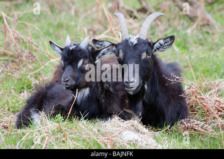 Junges Kind und Kindermädchen, wilde schwarze Wildziegen. Tal der Felsen, Lynton, North Devon. Stockfoto