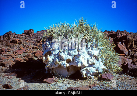 „Elefantenfuß“-Pflanze, die in der trockensten Umgebung der Namib-Wüste Namibia wächst Stockfoto