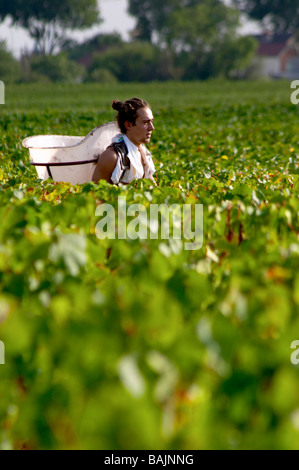 Pinot Noir ernten mit Hod Weinberg Beaune Côte de Beaune Burgund Frankreich Stockfoto