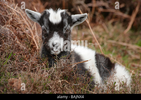 Young kid wilde Ziege im Tal der Felsen, Lynton North Devon. Stockfoto