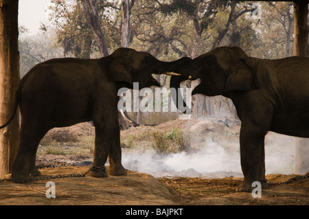 auf Safari im Chitwan Nationalpark, nepal Stockfoto