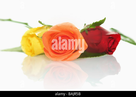 Strauß Rosen isoliert auf weiss Stockfoto