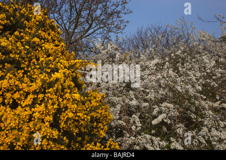 Country Lane auf Salthouse Heath Norfolk mit blühendem Ginster und Schlehdorn Stockfoto