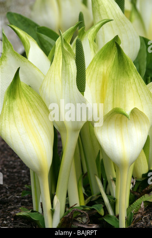 Asiatische oder White Skunk Kohl oder Mizu-Basyou, Lysichiton Camtschatcense, Aronstabgewächse, Syn L. japonicus Stockfoto