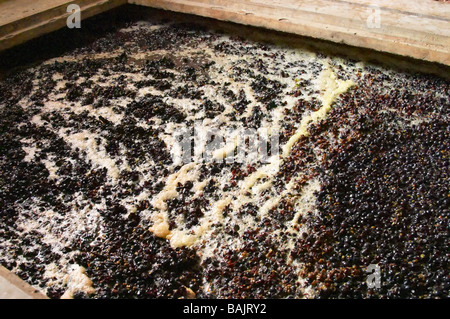 Pinot Noir gärenden Most und Trauben Domaine Gachot Monot Nuits-St-Georges Côte de Nuits Burgund Frankreich Stockfoto