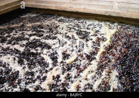 Pinot Noir gärenden Most und Trauben Domaine Gachot Monot Nuits-St-Georges Côte de Nuits Burgund Frankreich Stockfoto