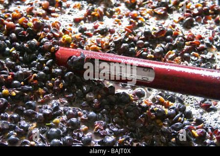 Pinot Noir gärenden Most und Trauben mit Thermometer Dom Gachot Monot Nuits-St-Georges Côte de Nuits Burgund Frankreich Stockfoto