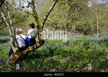 ZWEI FRAUEN SITZEN AUF EINEM BAUM BEWUNDERN DIE AUSSICHT. Hillhouse Wood in West Bergholt in der Nähe von Colchester Essex voller Glockenblumen im Frühjahr Stockfoto