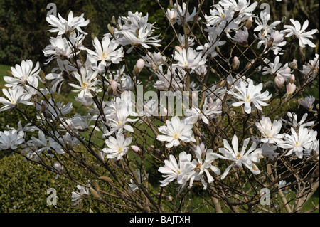 Blumen Magnolia Stellata eine kleine weiße Feder blühender Zierbaum Stockfoto