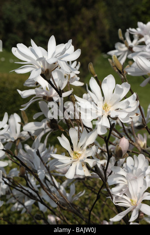 Blumen Magnolia Stellata eine kleine weiße Feder blühender Zierbaum Stockfoto