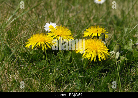 Bodenhöhe Nahaufnahme Löwenzahn Taraxacum Officinale Blüte im Rasen Stockfoto