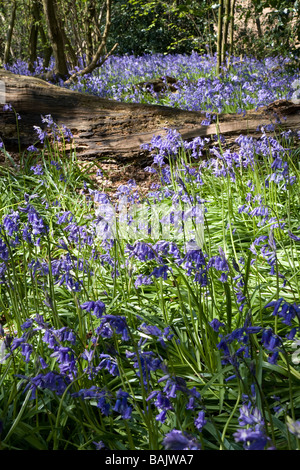 Hillhouse Wood in West Bergholt in der Nähe von Colchester Essex voller Glockenblumen im Frühjahr Stockfoto