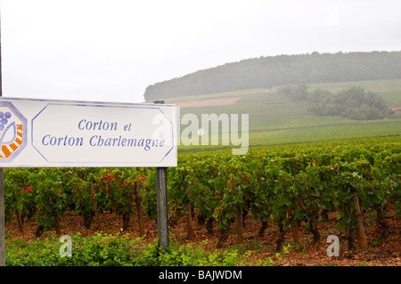 Weinberg Corton und c-Karl der große Vyd Aloxe-Corton Côte de Beaune Burgund Frankreich Stockfoto