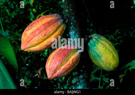 Frankreich, Guadeloupe (Französische Antillen), Basse-Terre, Pointe Noire, La Maison du Cacao (Kakao-Haus), Kakaoschoten, Früchte der Stockfoto