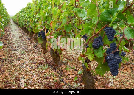 Pinot Noir Weingut le Corton Vyd Aloxe-Corton Côte de Beaune Burgund Frankreich Stockfoto