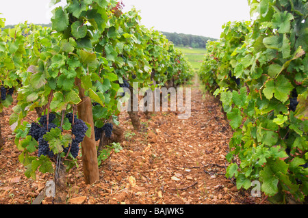 Pinot Noir sandigen Boden in ernster Weinberg le Corton Vyd Aloxe-Corton Côte de Beaune Burgund Frankreich Stockfoto