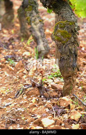 Pinot Noir Alte Rebe sandigen Kiesböden ch de Corton Andre Aloxe-Corton Côte de Beaune Burgund Frankreich Stockfoto