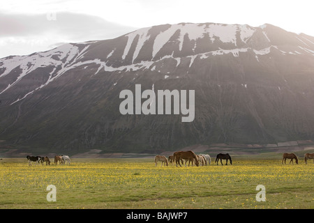 Pferde grasen unter die Wildblumen des Piano Grande im umbrischen Monti Sibillini Nationalpark in Italien Stockfoto