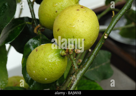 Honigtau weichen braunen Schildläuse Coccus Hesperidum auf Zitrone Obst Stockfoto