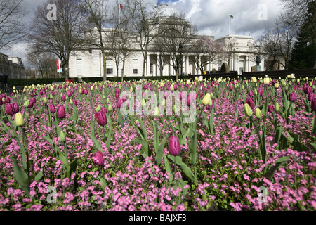 Stadt von Cardiff, Südwales. Lila Tulpe Betten in Gorsedd Gärten mit dem Cardiff Nationalmuseum im Hintergrund. Stockfoto