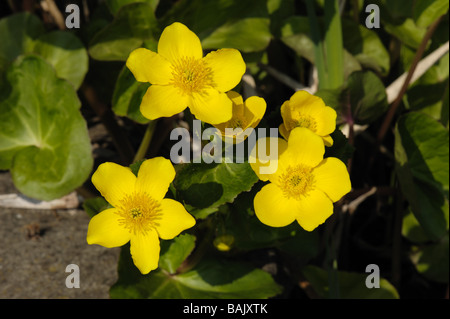 Ringelblume (Caltha palustris) blüht Stockfoto