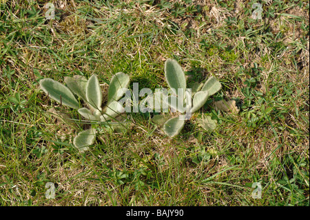 Gemeinsamen Königskerze Verbascum Thapsus junge Pflanzen in einem Garten Rasen Stockfoto