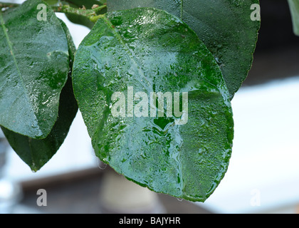 Erstellt von weichen braunen Schildläuse Coccus Hesperidum auf einem Blatt Zitrone Honigtau Stockfoto