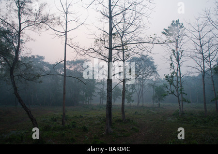 auf Safari im Chitwan Nationalpark, nepal Stockfoto