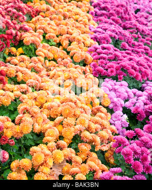 Im Herbst bunt Chrysantheme Blume schlecht (gestreiften Hintergrund) Stockfoto