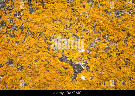 Xanthoria Parietina Flechten auf einer alten Granit Wand in der Region Alentejo, Südportugal. Stockfoto