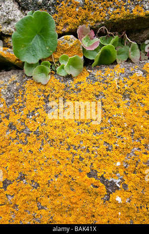 Xanthoria Parietina Flechten auf einer alten Granit Wand in der Region Alentejo, Südportugal. Stockfoto