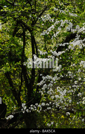 Schlehdorn Prunus spinosa blüht im Frühjahr im Grün der neuen Weißdornblätter, Wales, Großbritannien. Stockfoto