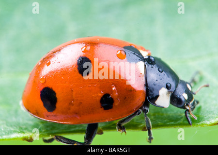 Marienkäfer sitzt auf einem grünen Blatt Stockfoto