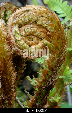 Soft Shield Fern Polystichum setiferum Emerging in Spring, Wales, UK Stockfoto