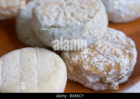 Saint-marcellin Käse unterschiedlicher Reife Dom eine Voge Cornas Rhone Frankreich Stockfoto