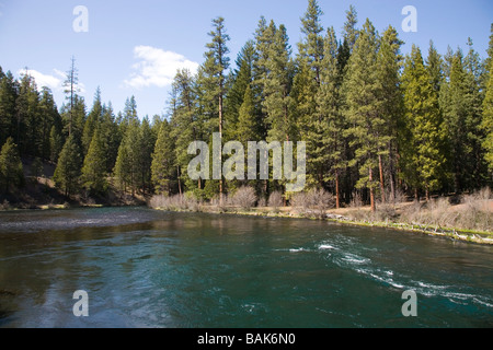 USA OREGON A Ansicht der Ponderosa Pinien entlang des Flusses Metolius in den Cascade Mountains von Zentral-Oregon Stockfoto