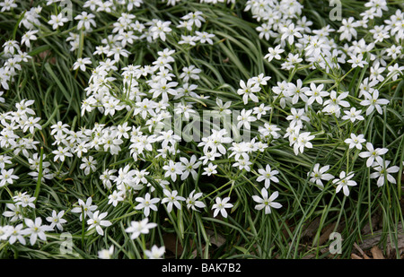 Gemeinsamen Star of Bethlehem, Ornithogalum Umbellatum, Hyacinthaceae, UK, britische wilde Blume. Stockfoto