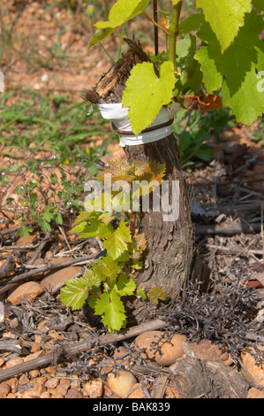 Syrah-Feld vor einem Jahr auf Mourvèdre aufgepfropft Mas du Notaire Rhone Frankreich Stockfoto