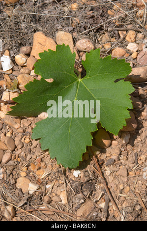 Syrah-Feld auf Mourvèdre Mas du Notaire Rhône aufgepfropft Frankreich Stockfoto