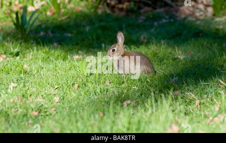Junge Kaninchen (Oryctolagus Cuniculus) im Feld. Frühjahr (April, Kent, UK) Stockfoto