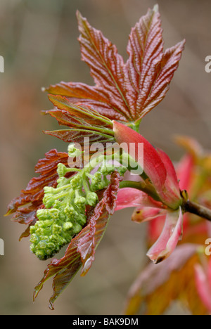 Blütenknospe von Sycamore Acer pseudoplantus mit bunten jungen Blättern, Wales, UK. Stockfoto