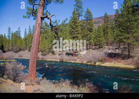 USA OREGON A Ansicht der Ponderosa-Kiefer entlang des Flusses Metolius in den Cascade Mountains von Zentral-Oregon Stockfoto