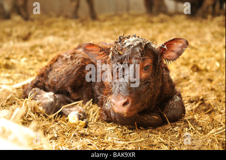 neugeborenes Kalb Saler Stockfoto