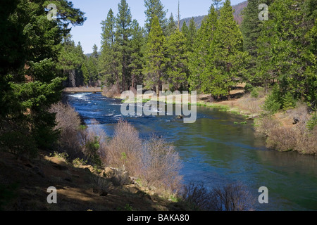 USA OREGON A Ansicht der Ponderosa-Kiefer entlang des Flusses Metolius in den Cascade Mountains von Zentral-Oregon Stockfoto