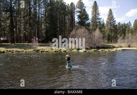 Ein Fliegenfischer wirft für Regenbogenforelle Metolius Fluss in den Cascade Mountains von Zentral-Oregon Stockfoto