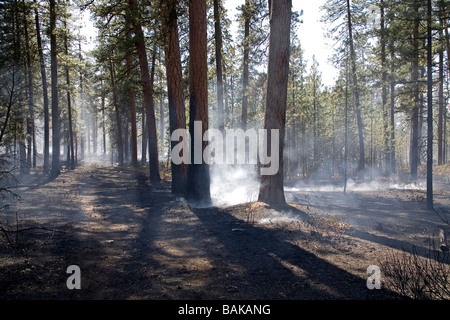 Rauch steigt aus verkohlten Ponderosa-Kiefern nach einem Waldstück Wildfire Stockfoto