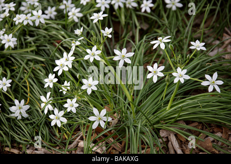 Gemeinsamen Star of Bethlehem, Ornithogalum Umbellatum, Hyacinthaceae, UK, britische wilde Blume. Stockfoto