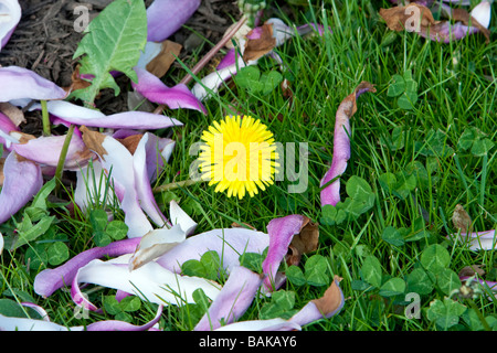 Ein gelber Löwenzahn wächst, wächst in der Mitte gefallenen Magnolie Blüten. Stockfoto