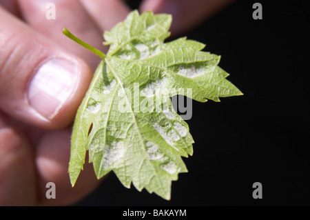 Rebe Blatt zeigt Angriff von Phylloxera Vastatrix, Laus le cellier des Fürsten Chateauneuf du Pape Rhône Wein Frankreich Stockfoto